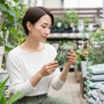 ホームセンターですずらん球根を買う時期は？選び方と育て方を解説